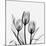 Tulips Greys 3-Albert Koetsier-Mounted Art Print