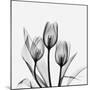 Tulips Greys 3-Albert Koetsier-Mounted Art Print