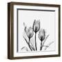 Tulips Greys 3-Albert Koetsier-Framed Art Print