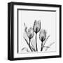 Tulips Greys 3-Albert Koetsier-Framed Art Print