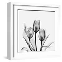 Tulips Greys 3-Albert Koetsier-Framed Art Print