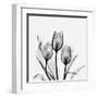 Tulips Greys 3-Albert Koetsier-Framed Art Print