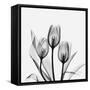 Tulips Greys 3-Albert Koetsier-Framed Stretched Canvas