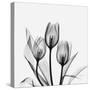 Tulips Greys 3-Albert Koetsier-Stretched Canvas