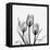 Tulips Greys 3-Albert Koetsier-Framed Stretched Canvas