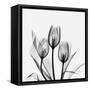 Tulips Greys 3-Albert Koetsier-Framed Stretched Canvas