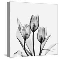 Tulips Greys 3-Albert Koetsier-Stretched Canvas