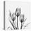 Tulips Greys 3-Albert Koetsier-Stretched Canvas