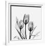 Tulips Greys 3-Albert Koetsier-Framed Art Print