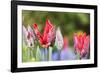 Tulips, herald of spring-Waldemar Langolf-Framed Photographic Print