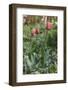 Tulips, herald of spring-Waldemar Langolf-Framed Photographic Print