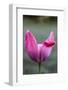 Tulips, herald of spring-Waldemar Langolf-Framed Photographic Print