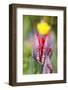 Tulips, herald of spring-Waldemar Langolf-Framed Photographic Print