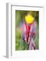 Tulips, herald of spring-Waldemar Langolf-Framed Photographic Print