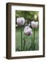 Tulips, herald of spring-Waldemar Langolf-Framed Photographic Print