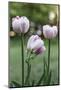 Tulips, herald of spring-Waldemar Langolf-Mounted Photographic Print