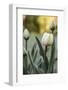 Tulips, herald of spring-Waldemar Langolf-Framed Photographic Print