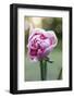 Tulips, herald of spring-Waldemar Langolf-Framed Photographic Print