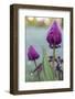 Tulips, herald of spring-Waldemar Langolf-Framed Photographic Print