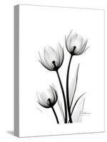 Tulips High Contrast-Albert Koetsier-Stretched Canvas