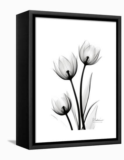 Tulips High Contrast-Albert Koetsier-Framed Stretched Canvas