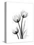 Tulips High Contrast-Albert Koetsier-Stretched Canvas