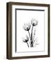 Tulips High Contrast-Albert Koetsier-Framed Art Print