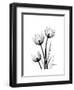 Tulips High Contrast-Albert Koetsier-Framed Art Print