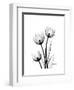 Tulips High Contrast-Albert Koetsier-Framed Art Print