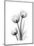 Tulips High Contrast-Albert Koetsier-Mounted Art Print