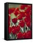 Tulips, Holland-Jon Arnold-Framed Stretched Canvas
