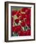 Tulips, Holland-Jon Arnold-Framed Photographic Print