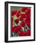 Tulips, Holland-Jon Arnold-Framed Photographic Print