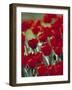 Tulips, Holland-Jon Arnold-Framed Photographic Print