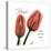 Tulips Home-Albert Koetsier-Stretched Canvas