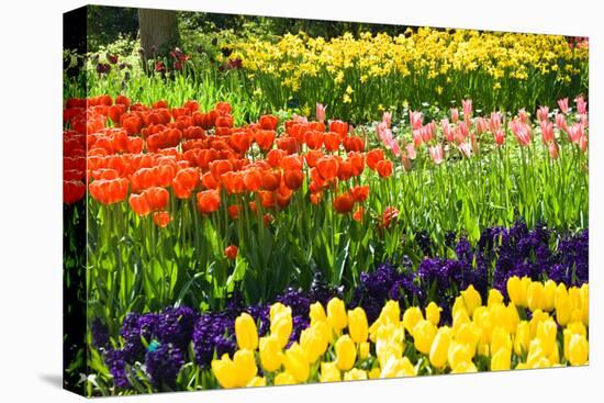 Tulips, Hyacinths and Daffodils-Colette2-Stretched Canvas