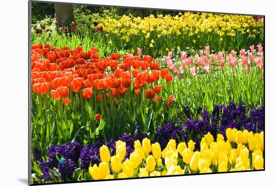 Tulips, Hyacinths and Daffodils-Colette2-Mounted Photographic Print