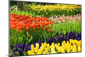 Tulips, Hyacinths and Daffodils-Colette2-Mounted Photographic Print