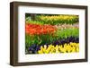 Tulips, Hyacinths and Daffodils-Colette2-Framed Photographic Print