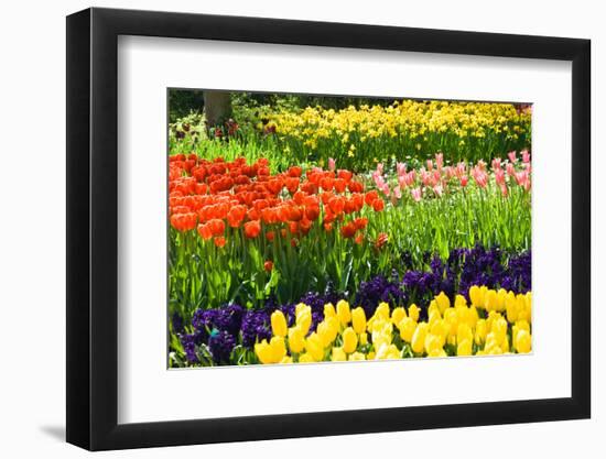 Tulips, Hyacinths and Daffodils-Colette2-Framed Photographic Print