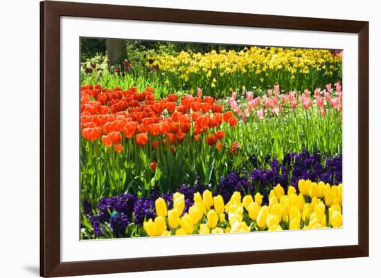 Tulips, Hyacinths and Daffodils-Colette2-Framed Photographic Print