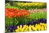 Tulips, Hyacinths and Daffodils-Colette2-Mounted Photographic Print