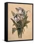 Tulips I-Jill Deveraux-Framed Stretched Canvas