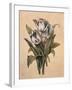 Tulips I-Jill Deveraux-Framed Art Print