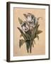 Tulips I-Jill Deveraux-Framed Art Print