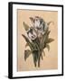 Tulips I-Jill Deveraux-Framed Art Print