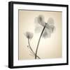 Tulips II-Judy Stalus-Framed Art Print