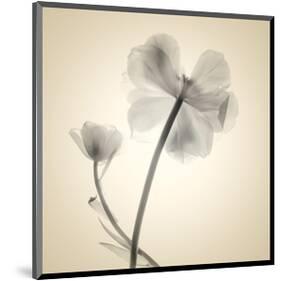 Tulips II-Judy Stalus-Mounted Art Print