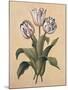 Tulips II-Jill Deveraux-Mounted Art Print