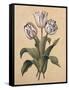 Tulips II-Jill Deveraux-Framed Stretched Canvas